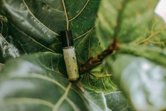 Les vertus de l'encens d'eucalyptus en aromathérapie