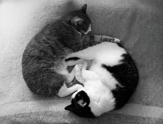 Comprendre le yoga yin yang pour équilibre et harmonie
