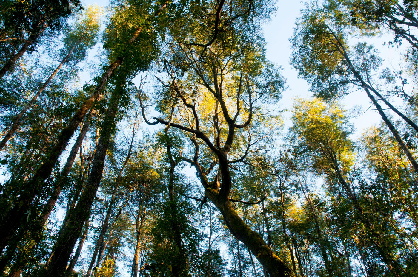 L'arbre de vie en yoga avec symbolisme et pratique